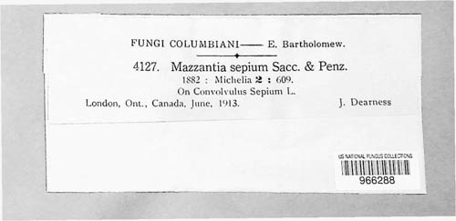 Mazzantia sepium image